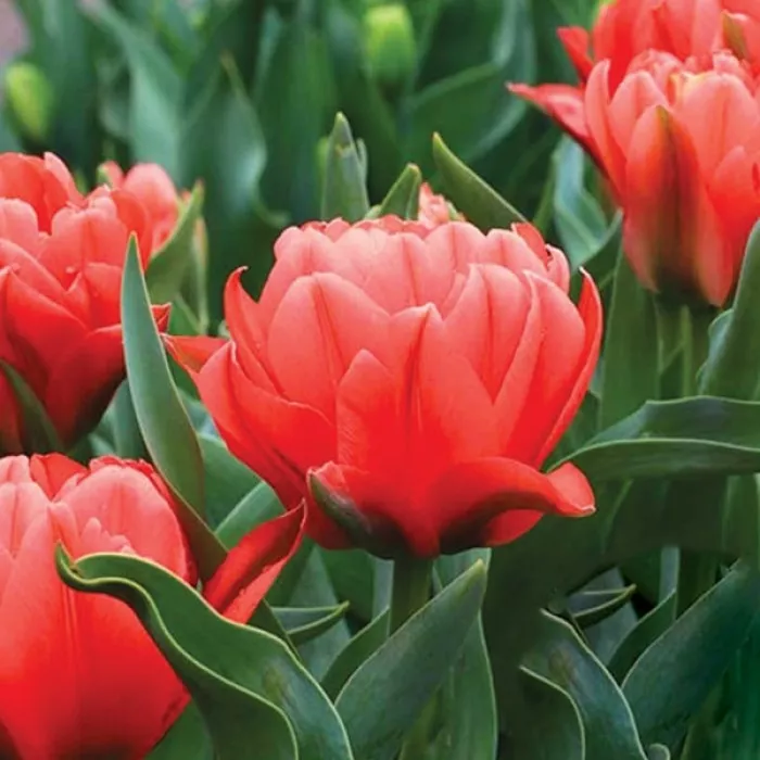 Тюльпан Торонто Дабл