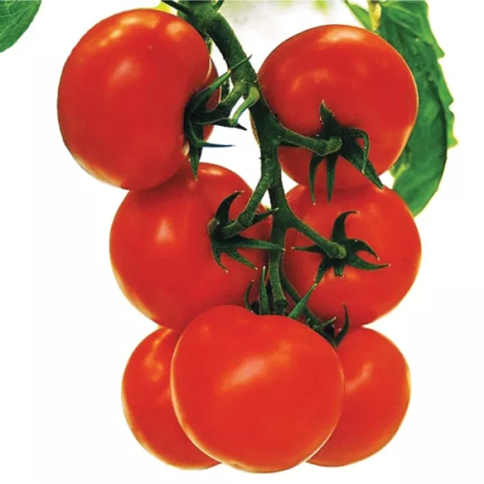 Семена томатов (помидор) Кристал F1 купить в Украине