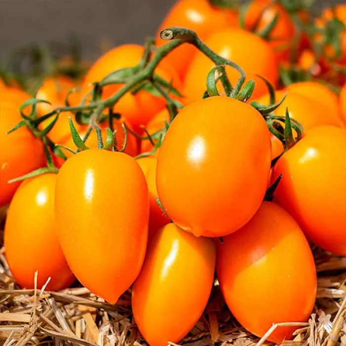 Бенігара F1 (KS 1430 F1)