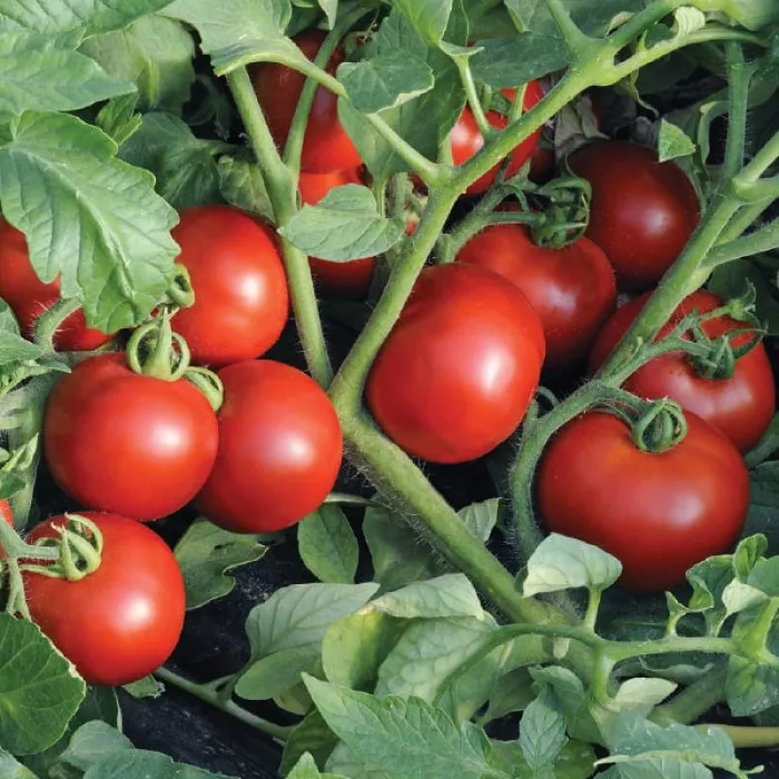 Как выбрать 5 сортов томатов, которых хватит для всего