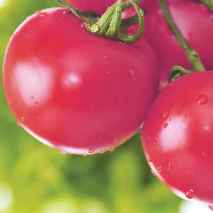 Семена томатов (помидор) Торбей F1 купить в Украине
