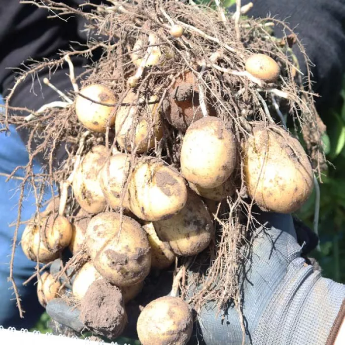Фото Насіннєва картопля Арізона (1 репродукція), №1