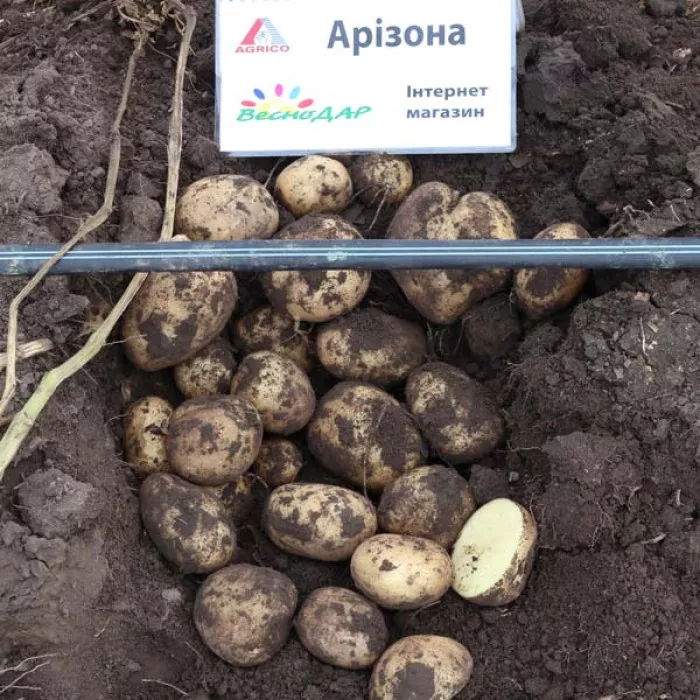 Фото Насіннєва картопля Арізона (1 репродукція), №5