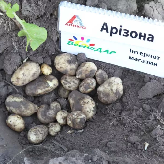 Фото Насіннєва картопля Арізона (1 репродукція), №6