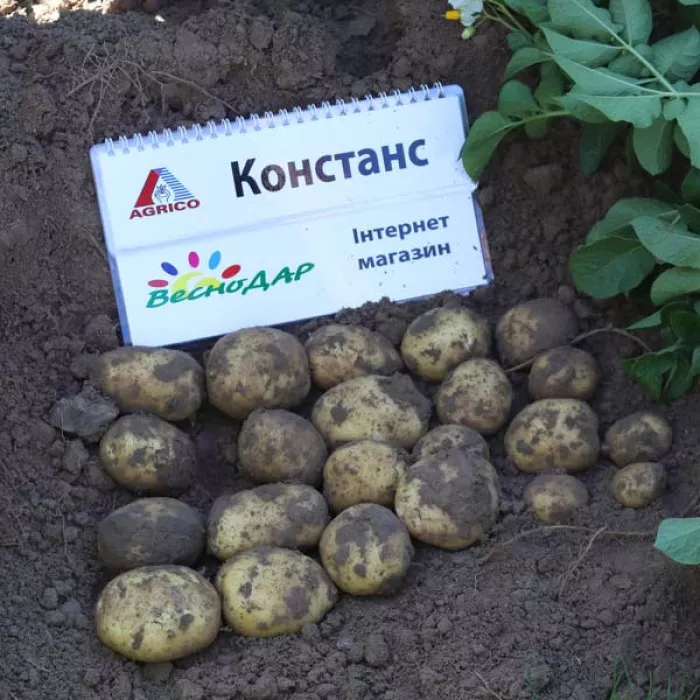 Фото Семенной картофель Констанс (1 репродукция), №1