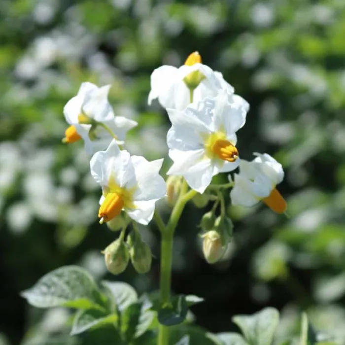 Фото Семенной картофель Констанс (1 репродукция), №2