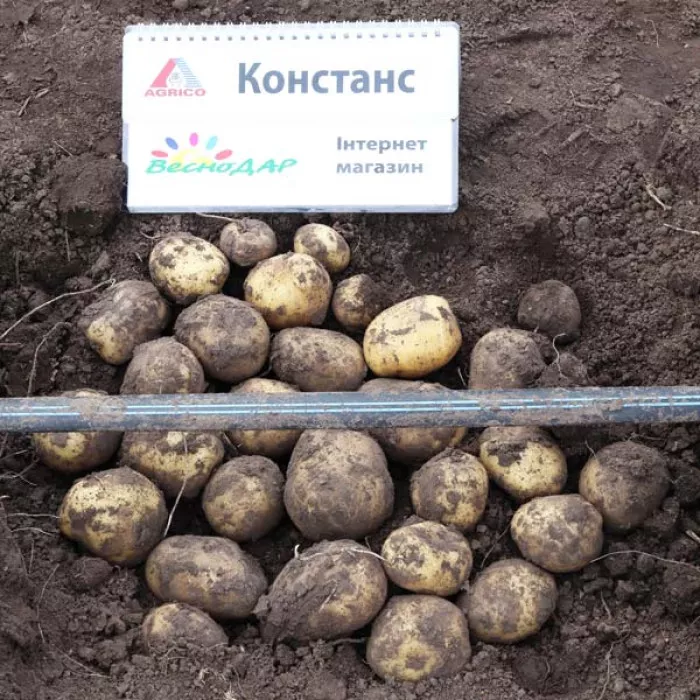 Фото Семенной картофель Констанс (1 репродукция), №4