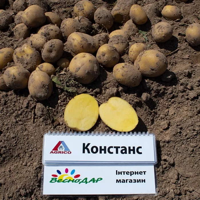 Фото Семенной картофель Констанс (1 репродукция), №5