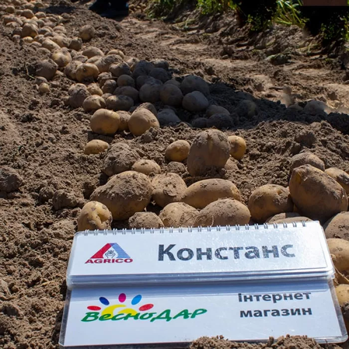 Фото Семенной картофель Констанс (1 репродукция), №7