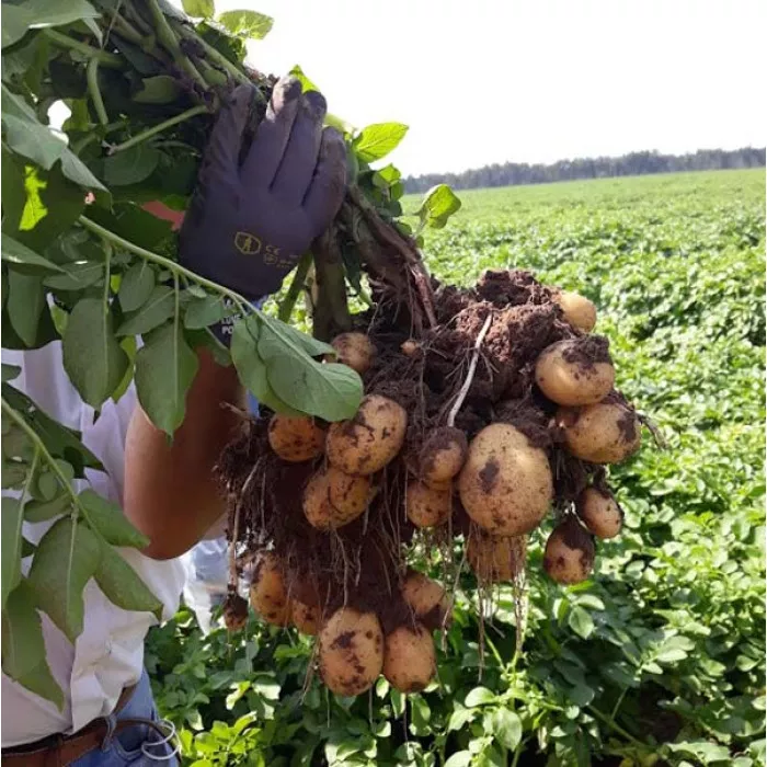 Фото Насіннєва картопля Королева Анна (1 репродукція), №1