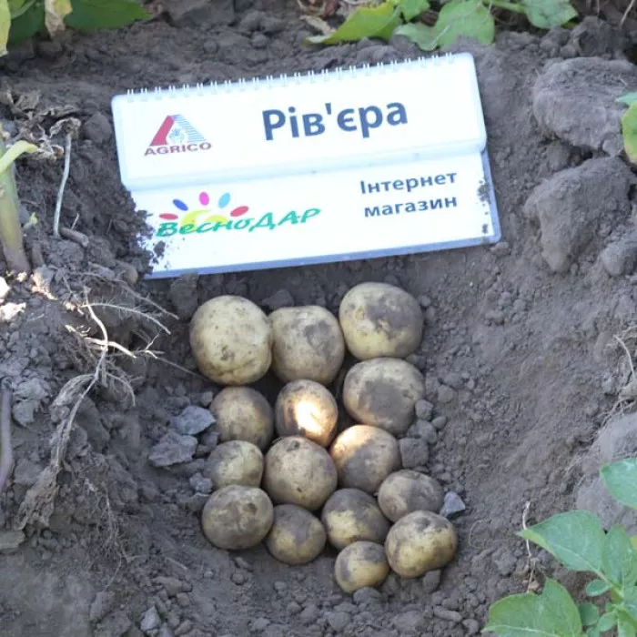 Фото Насіннєва картопля Рів'єра (1 репродукція), №3