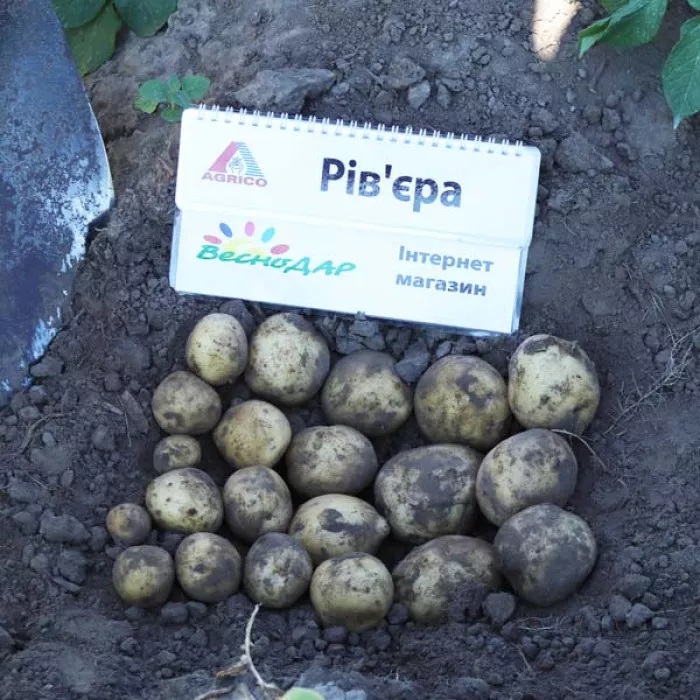 Фото Насіннєва картопля Рів'єра (1 репродукція), №4