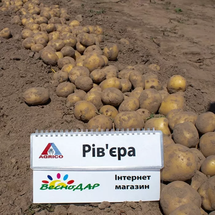 Фото Насіннєва картопля Рів'єра (1 репродукція), №6