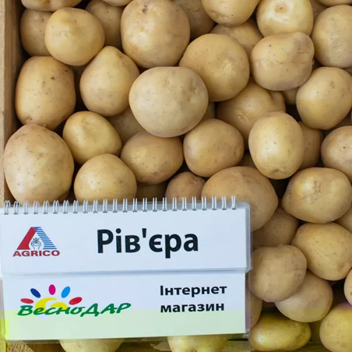 Фото Насіннєва картопля Рів'єра (1 репродукція), №7