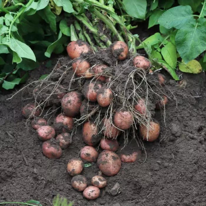 Фото Семенной картофель Родрига (1 репродукция), №2