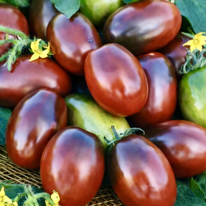 Чорний Мавр