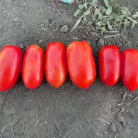 Драй F1